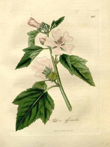 White Mallow Botanical Drawing Woodville, Hooker, Spratt, Medical Botany 3rd edition 1832